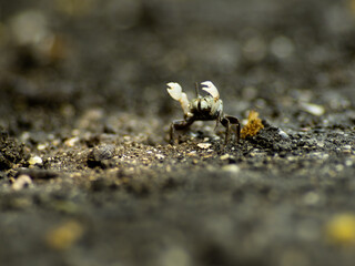 干潟のチゴガニ　6月　三浦半島小網代の森