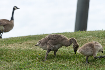 isolated canada goose goslings with observant parent in the background