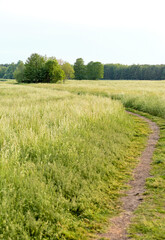 Fototapeta na wymiar landscape with a field and a footpath