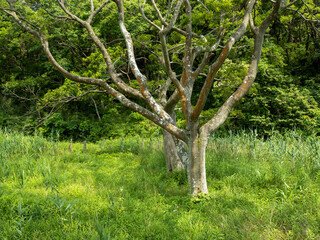 小網代の森の草原と木々　6月