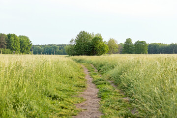 landscape with a field and a footpath