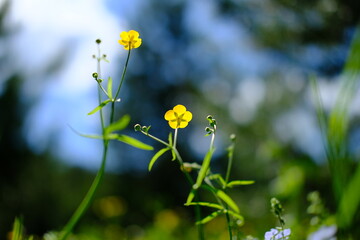 flowers in the meadow