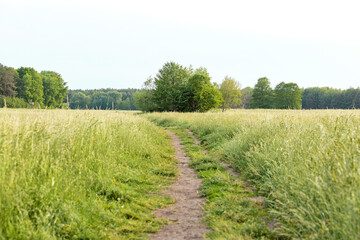 landscape with a field and a footpath