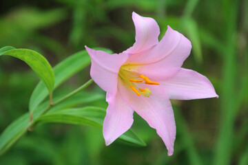 珍しいユリ・ヒメサユリ（福島県・喜多方市）