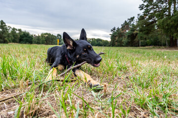 Young german shepherd puppy dog in the nature with dog leash