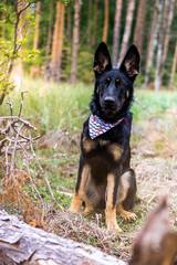 Young german shepherd puppy dog in the nature with dog leash