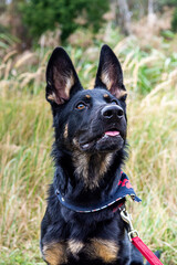 Young german shepherd puppy dog in the nature with dog leash