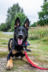Young german shepherd puppy dog in the nature with dog leash