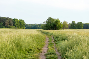 landscape with a field and a footpath