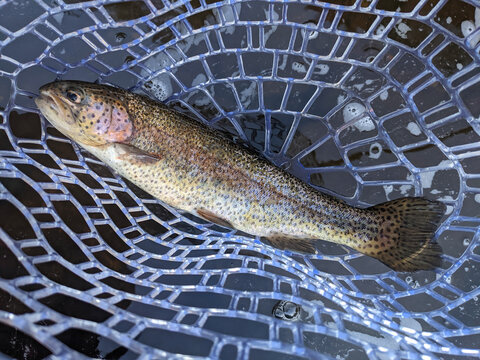 Trout in net while fly fishing in river