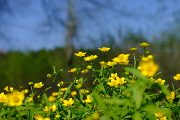 field of dandelions