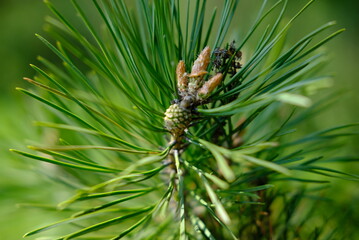 pine tree branch
