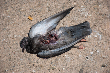 Athens, Greece - June 15, 2021: Pigeon carcass eaten by seagulls during the Covid outbreak.  