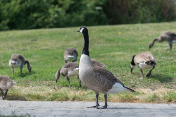 canada geese and goslings in various stages of development standing on grass near a walkway