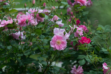 pink roses in the garden