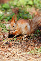 An orange squirrel holds a walnut in its paws and gnaws it against a background of green grass in blur.
