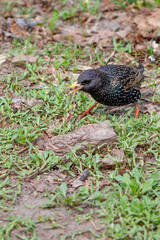 A starling with a beautiful spotted blue-green plumage holds a large seed in its beak in a spring meadow.