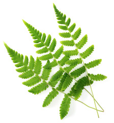 fresh fern leaves isolated on white background, top view