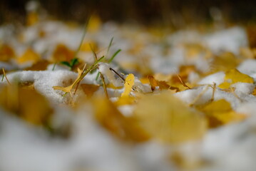 autumn leaves on the ground