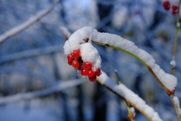 red berries in snow