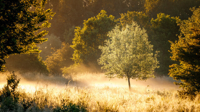 golden misty summer sunrise tree in a field with a single tree, golden hour
