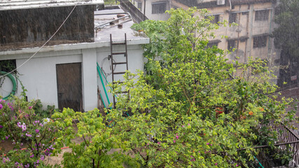 Fototapeta na wymiar Raining on the roof where trees are getting wet in Dhaka, Bangladesh