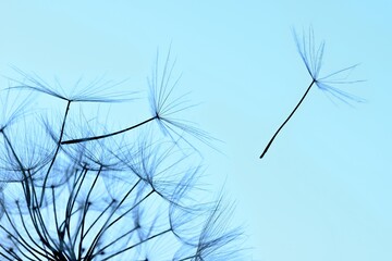 Winged seeds flying away from a dandelion head