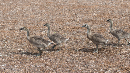 Canada goose goslings (in various states of development) marching by in near single file on a layer or ground of mulch (wood chips)  