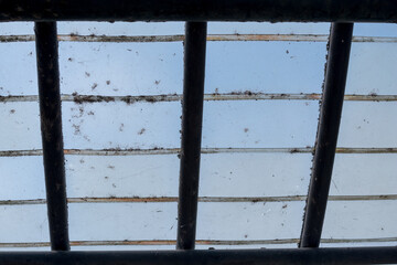 old window with bars - cobwebs and insects