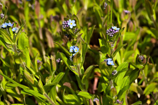 beautiful blue forget-me-not flowers on a background of green leaves