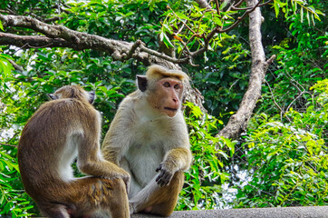 Fototapeta premium Toque macaque in Sri Lanka