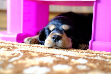 puppy sleeping