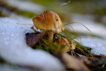 mushroom in the grass