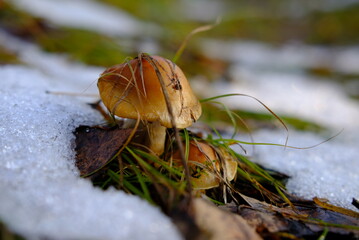 close up of a mushroom