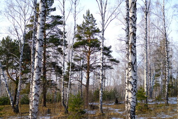 trees in the forest