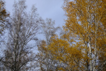 trees in the autumn