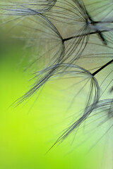 Winged seeds of dandelion head plant