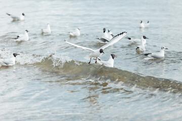 Seagulls on the beach sea at bright sunny day