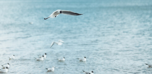 Fototapeta na wymiar Seagulls on the beach sea at bright sunny day