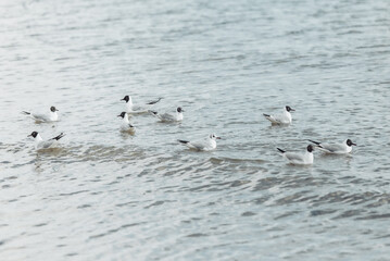 Seagulls on the beach sea at bright sunny day