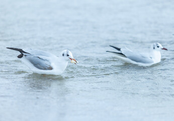 Seagulls on the beach sea at bright sunny day