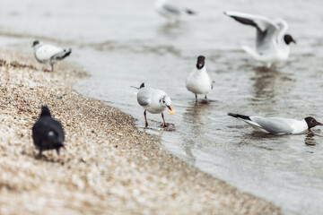 Seagulls on the beach sea at bright sunny day
