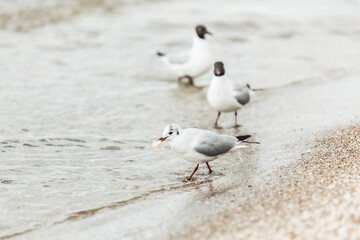 Seagulls on the beach sea at bright sunny day