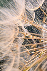 Winged seeds of dandelion head plant
