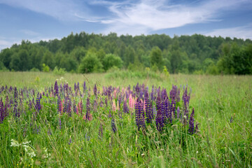 Colorful lupine flowers bloom among green grass in summer field under blue sky, forest trees on horizon