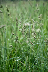 Fototapeta na wymiar Blades of grass with seeds on the stem among green grass iin field summer background