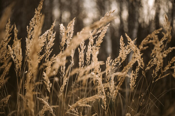 Fototapeta premium Dried fluffy grass in sunlight blurry natural background