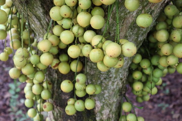 Tasty Baccaurea motleyana on Tree