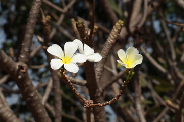The beautiful flowers