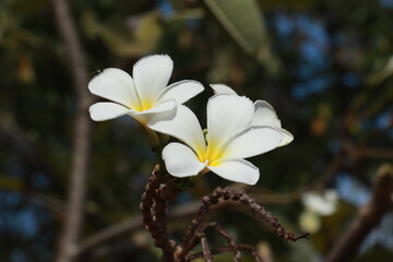 The beautiful flowers